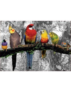 Puzzle 500 piezas Pájaros...